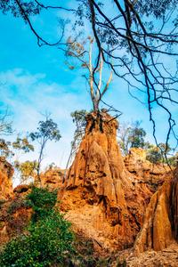Lone Tree, Golden Gully, Hill End, New South Wales