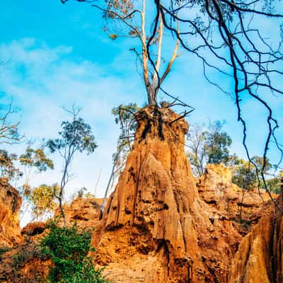 Lone Tree, Golden Gully, Hill End, New South Wales, Australia