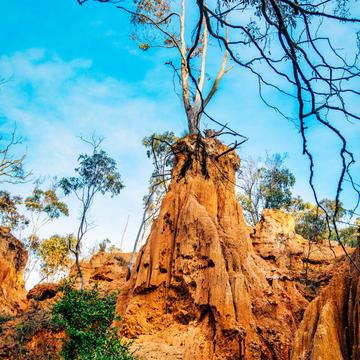 Lone Tree, Golden Gully, Hill End, New South Wales, Australia