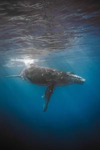 Swimming with Whales, Moorea Ocean