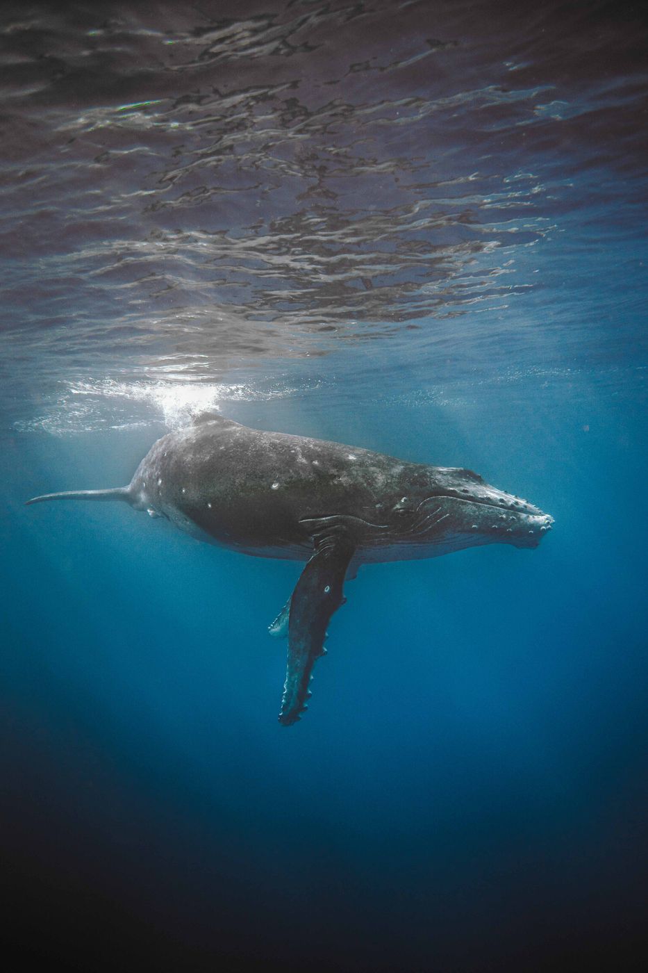 Swimming with Whales, Moorea Ocean, French Polynesia