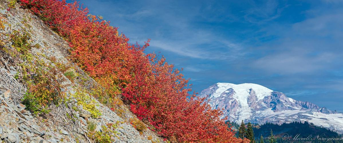 Mt. Rainier Fall Colors