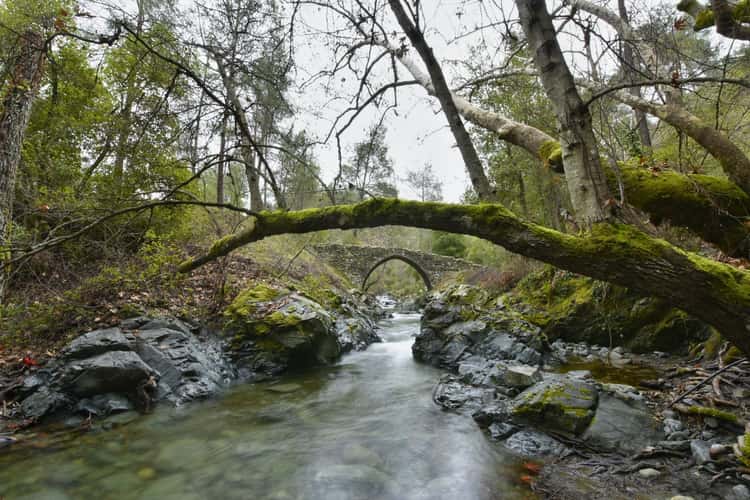 Olive Tree Bridge