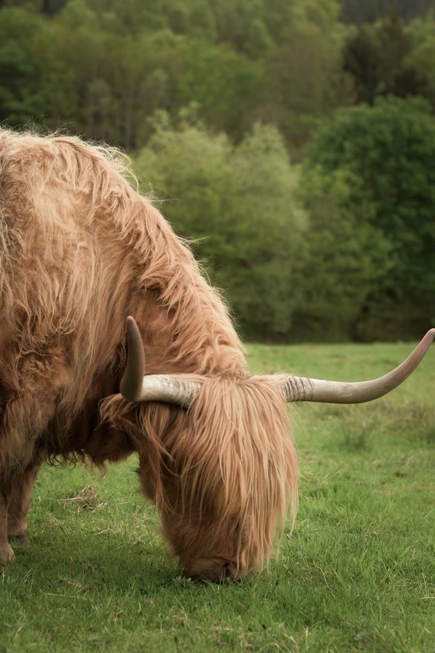 Pasture with Highland Cows aka Hairy Coos, United Kingdom