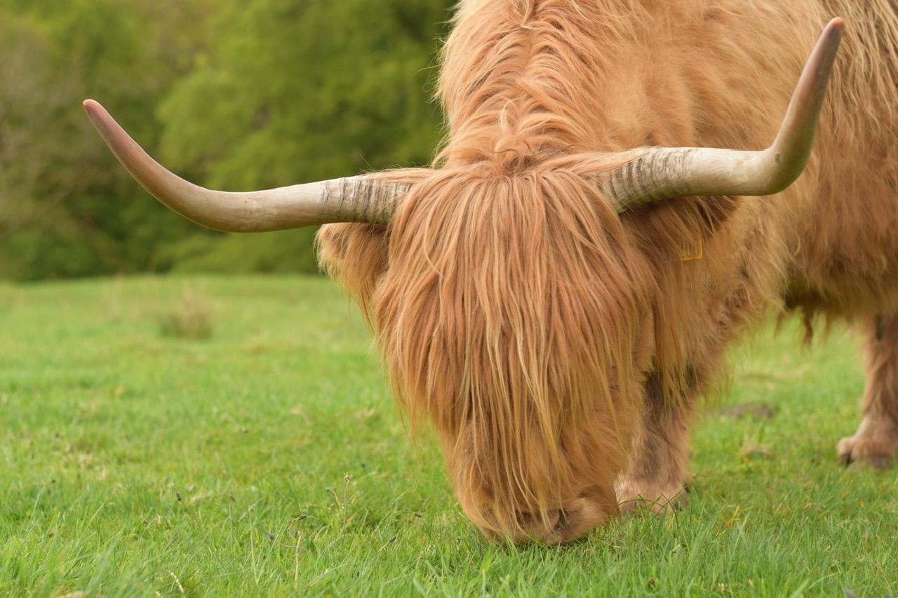 Pasture with Highland Cows aka Hairy Coos, United Kingdom