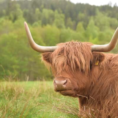 Pasture with Highland Cows aka Hairy Coos, United Kingdom