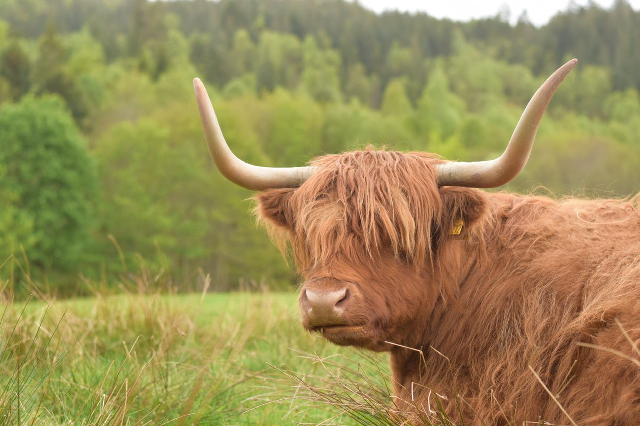 Pasture with Highland Cows aka Hairy Coos, United Kingdom