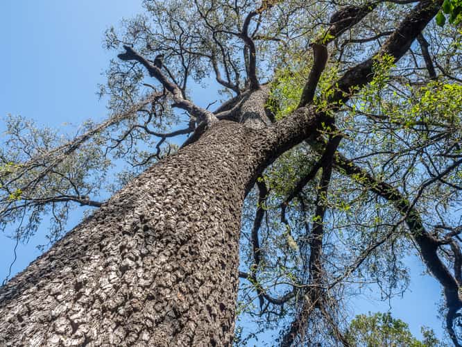 Quebracho Tree, Chaco National Park