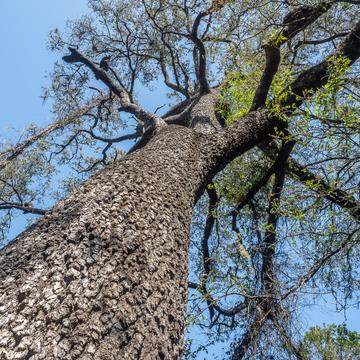 Quebracho Tree, Chaco National Park, Argentina