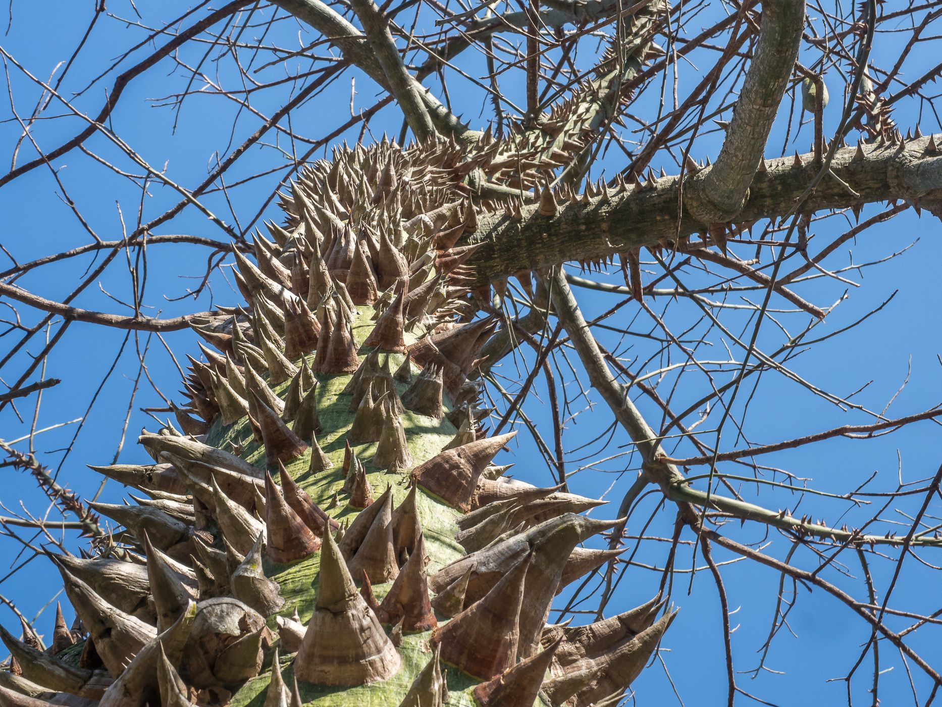 Rio Negro Hiking Trail, Chaco National Park, Argentina
