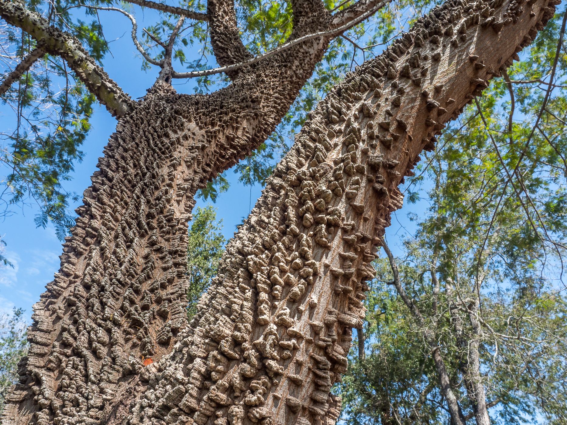 Rio Negro Hiking Trail, Chaco National Park, Argentina