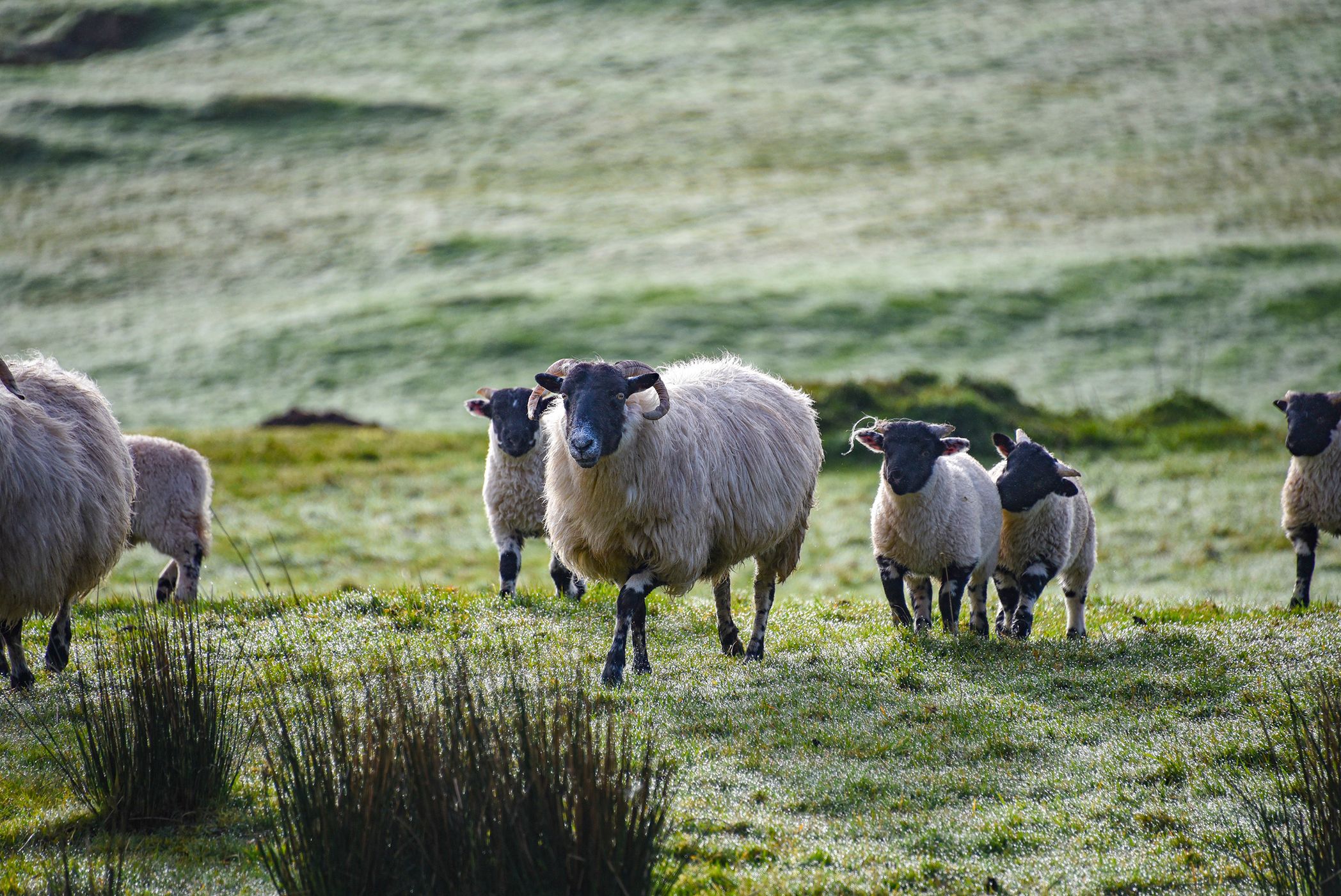 Spring Lambs in Donegal Ireland, Ireland