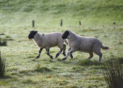Spring Lambs in Donegal Ireland