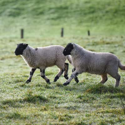 Spring Lambs in Donegal Ireland, Ireland