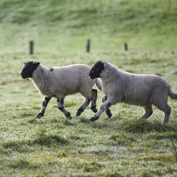 Spring Lambs in Donegal Ireland, Ireland