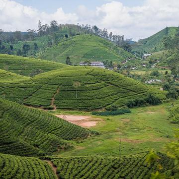 Tea plantations near Nuwawa Eliya, Sri Lanka
