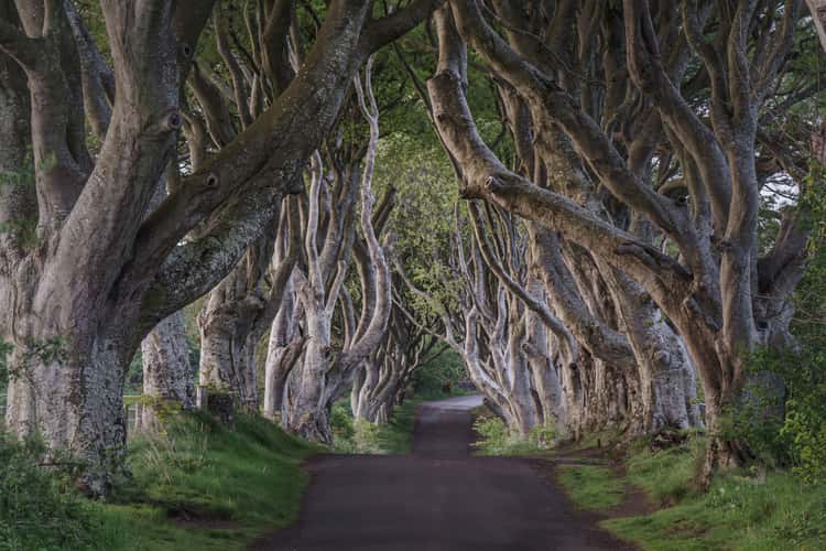 The Dark Hedges (Road)