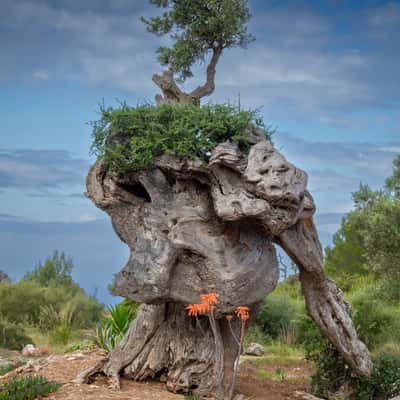 The old olives, Spain