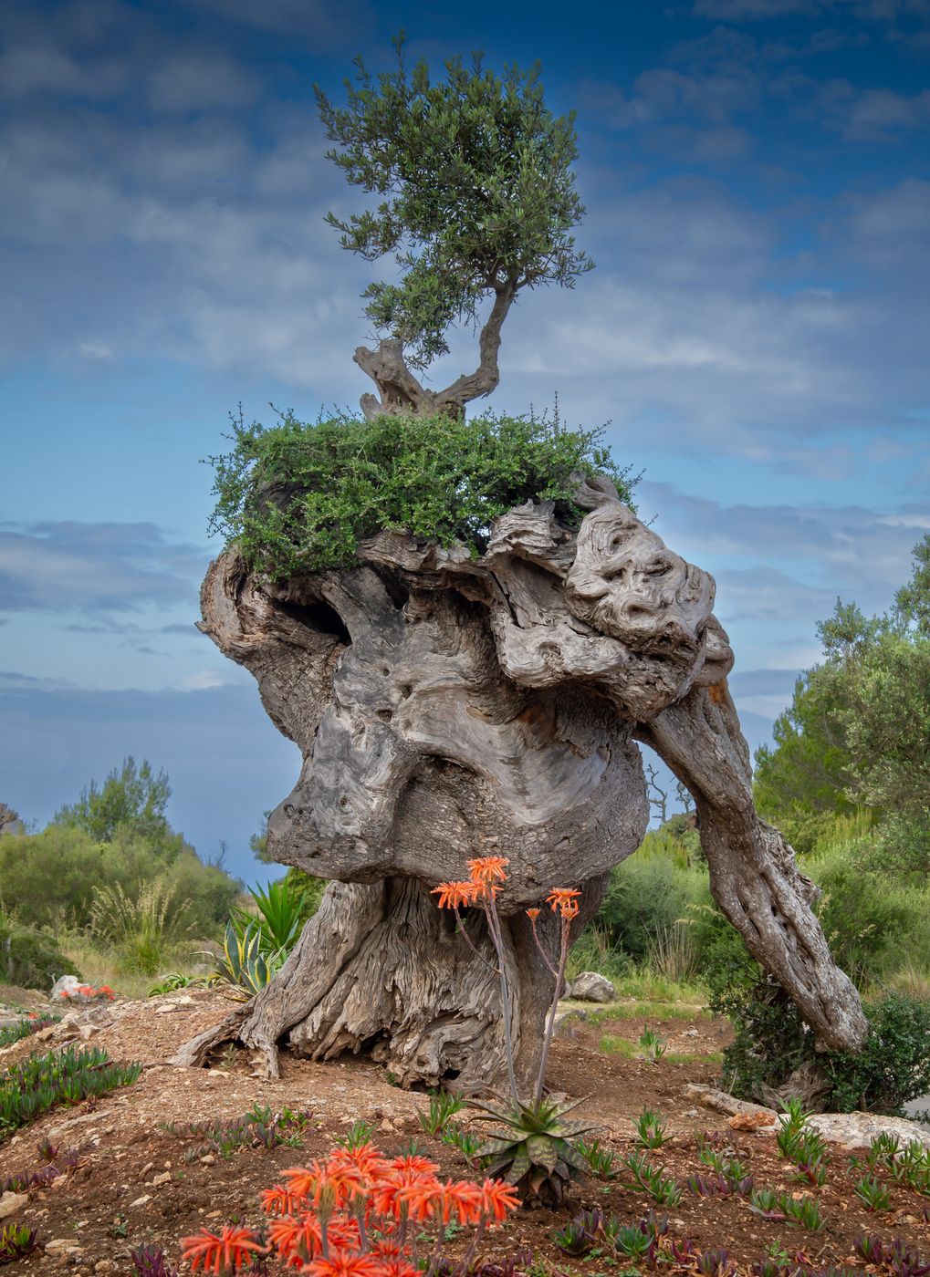 The old olives, Spain