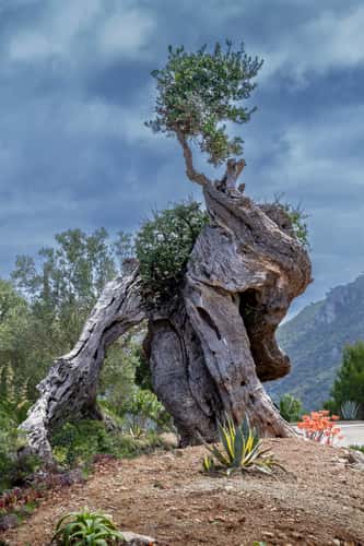 The old olives