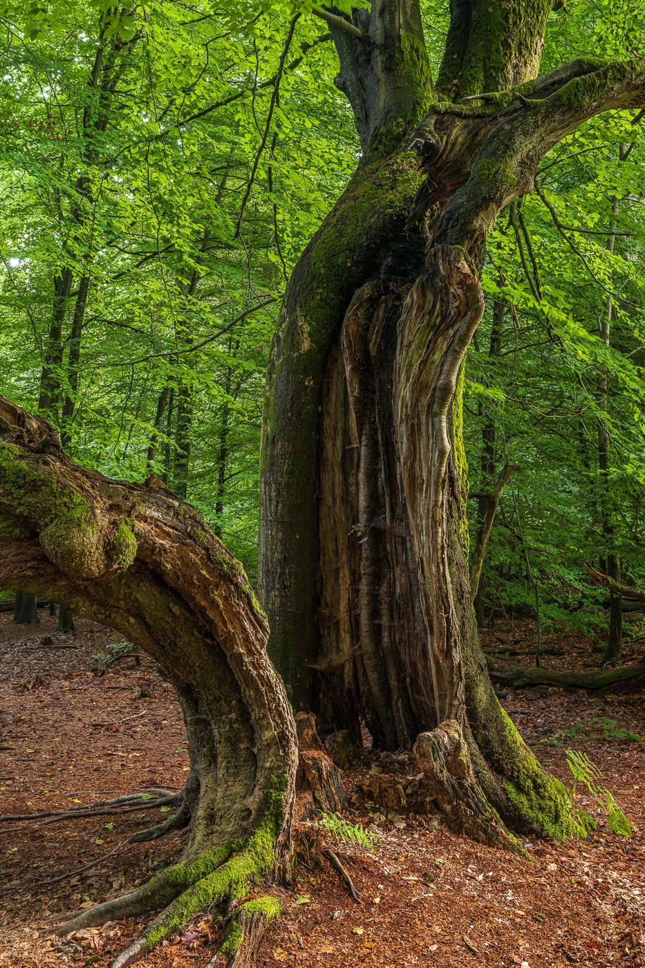 Urwald Sababurg, Germany