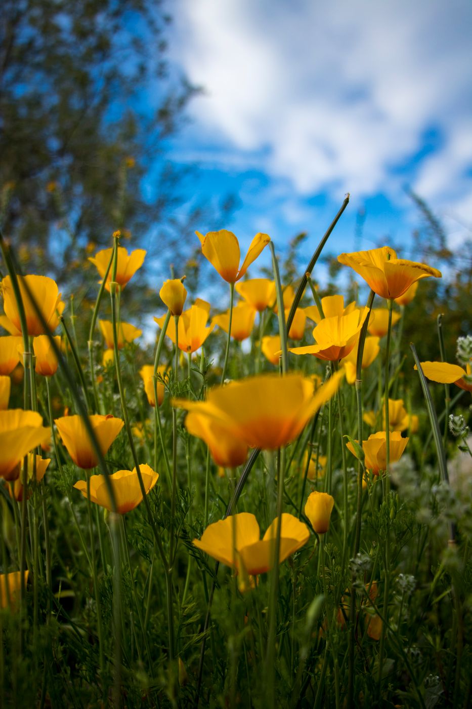 White Tanks Regional Park in the Spring, USA