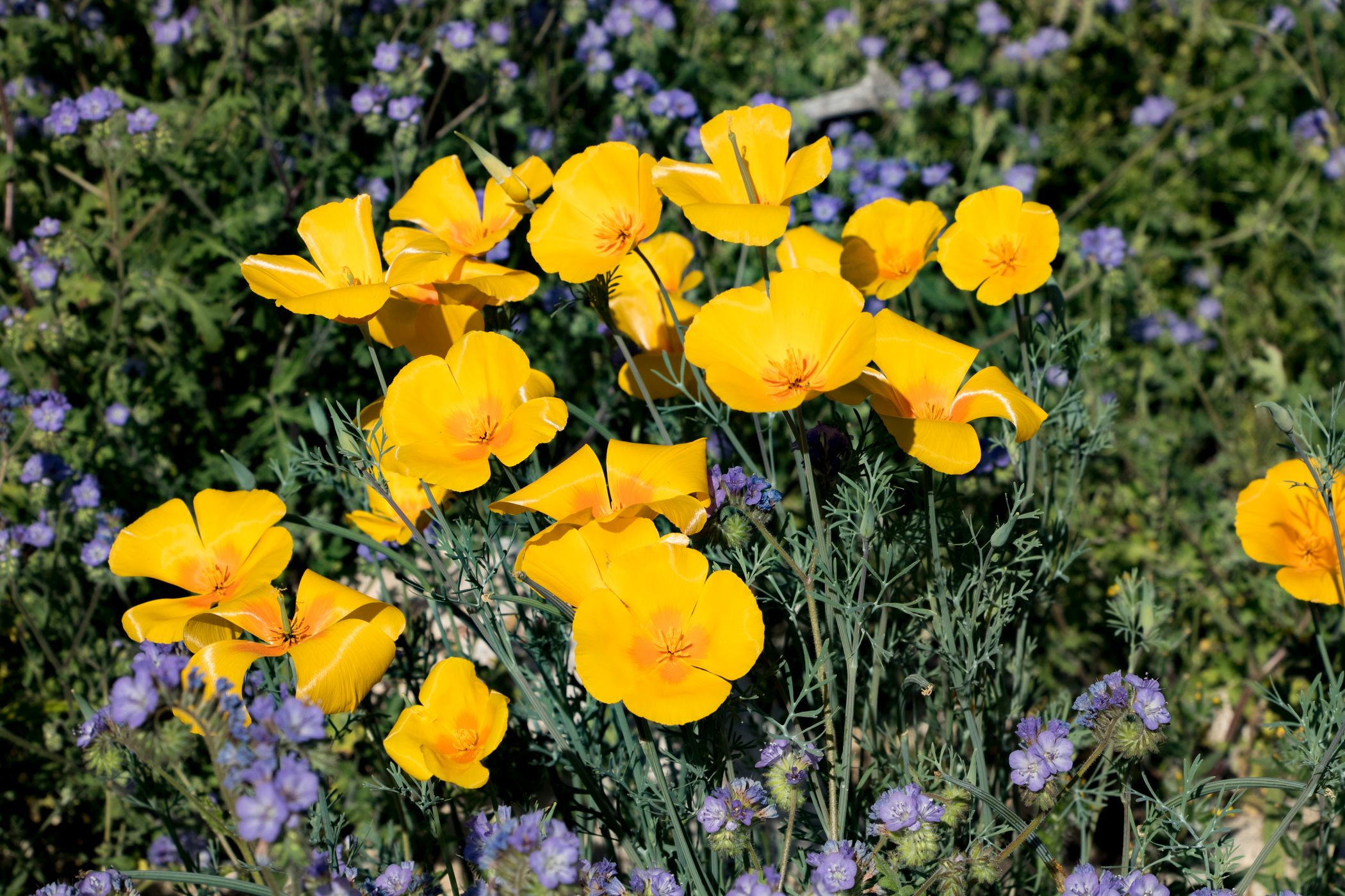 White Tanks Regional Park in the Spring, USA