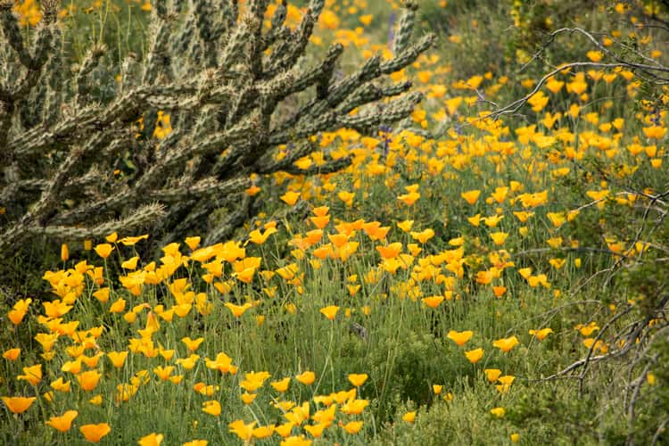 White Tanks Regional Park in the Spring