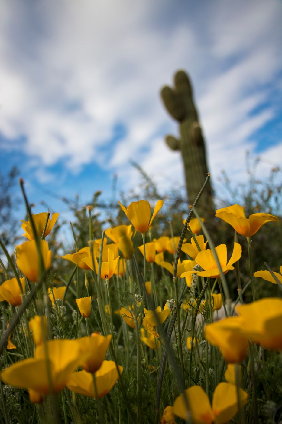 White Tanks Regional Park in the Spring, USA