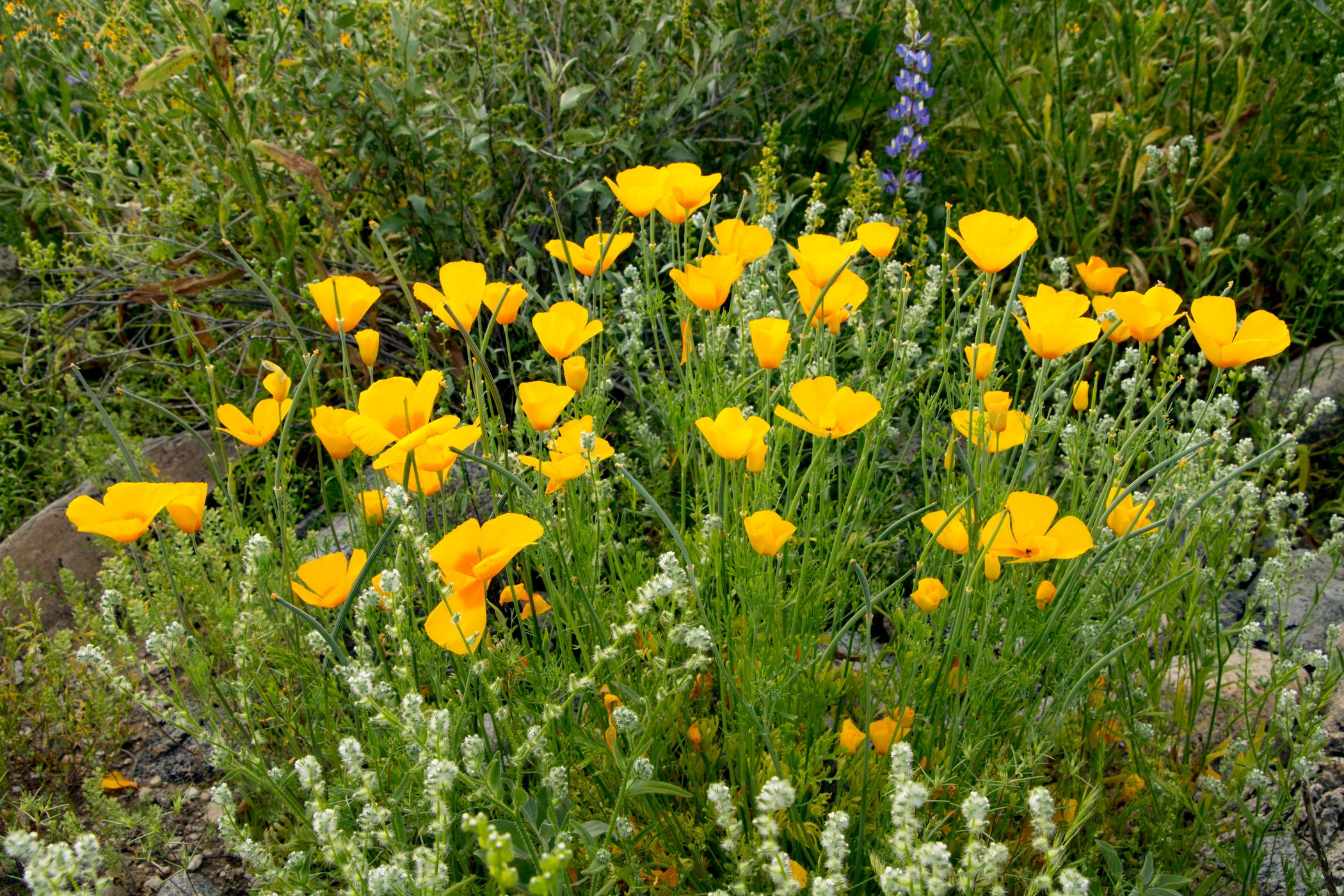 White Tanks Regional Park in the Spring, USA