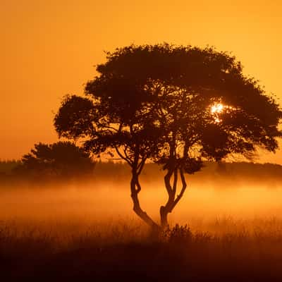 Popular Tree at Wierdense Veld, Netherlands