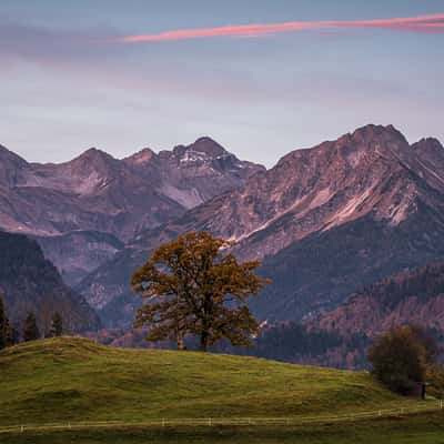 Zwillingsbaum bei Schöllang, Germany