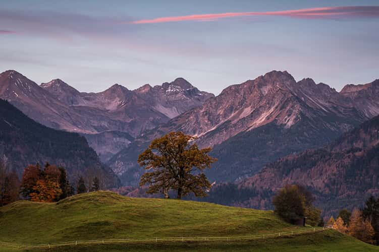 Zwillingsbaum bei Schöllang