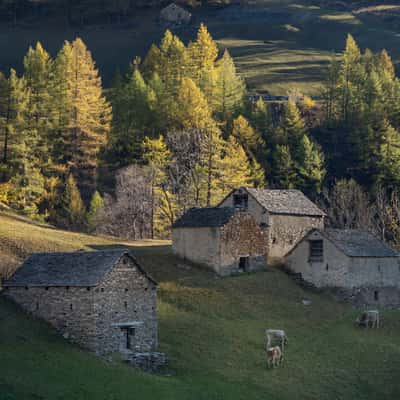 Autumn at Simplon dorf, Switzerland