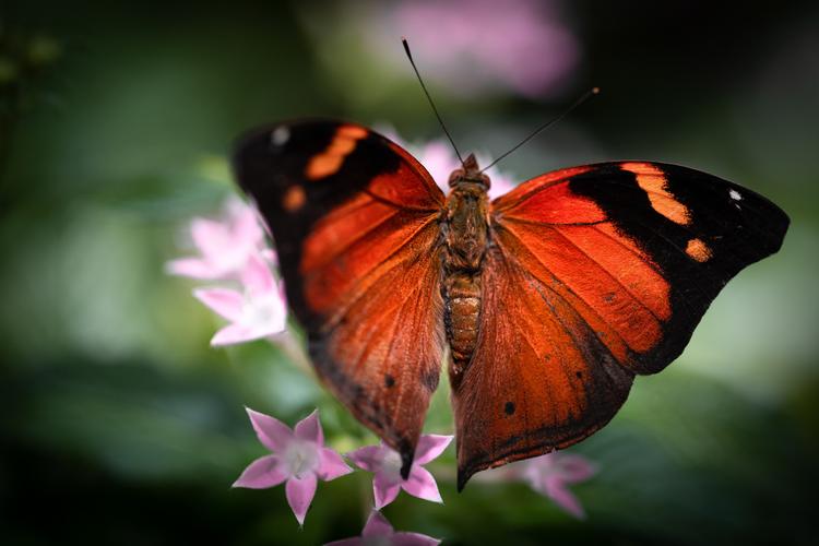 Butterfly Garden, Dubai