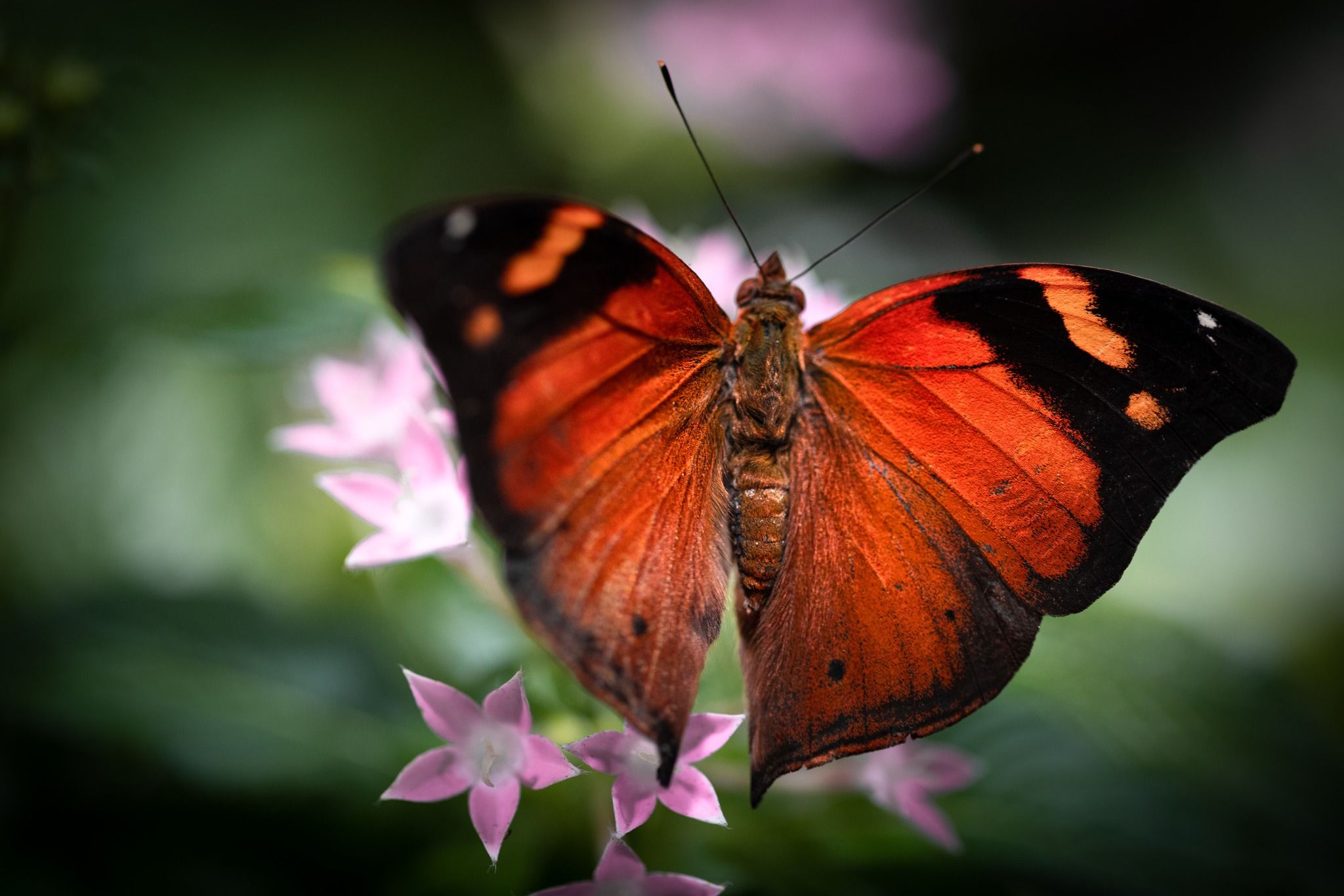 Butterfly Garden, Dubai, United Arab Emirates