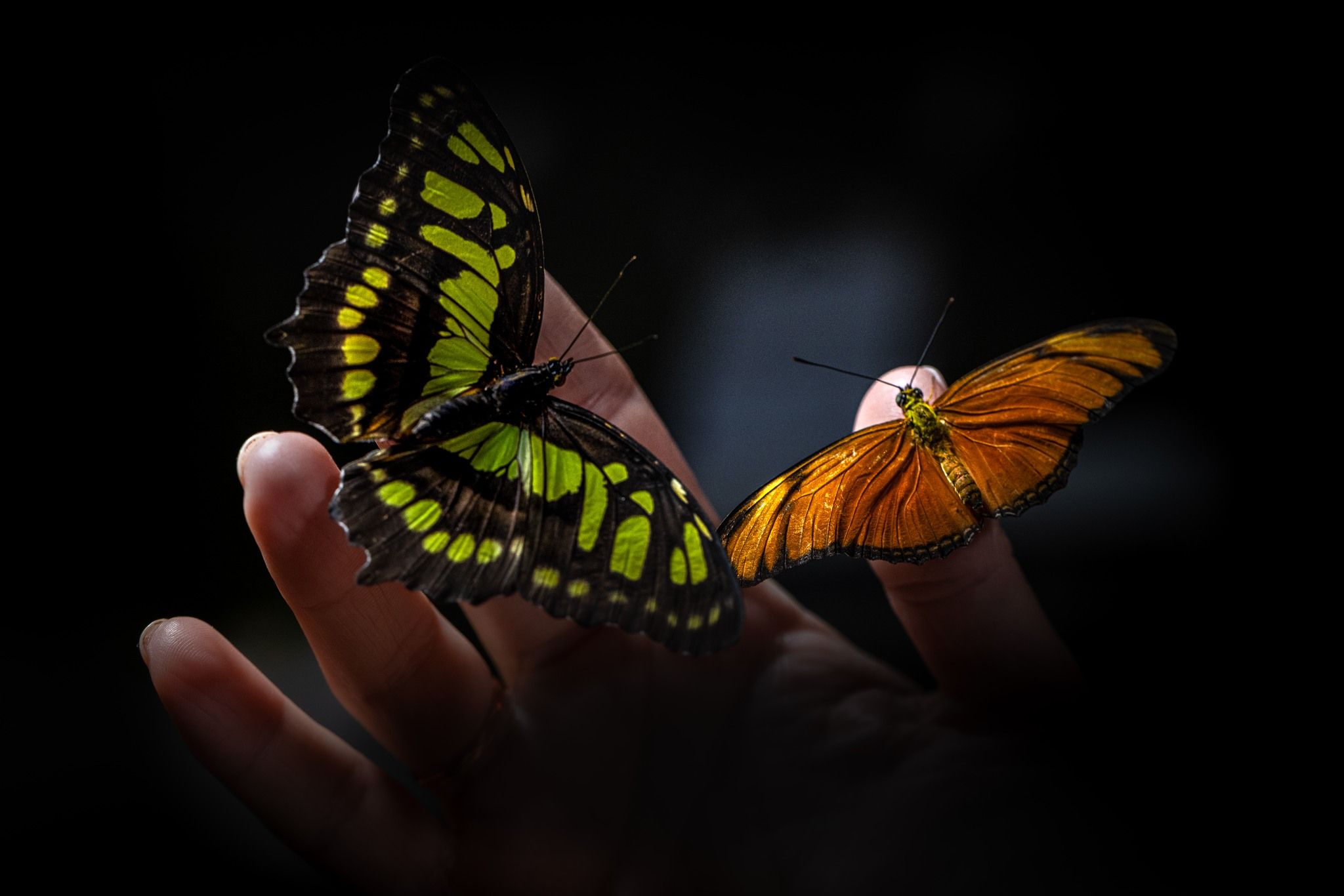 Butterfly Garden, Dubai, United Arab Emirates