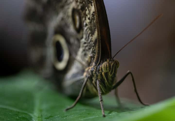 Butterfly Garden, Dubai