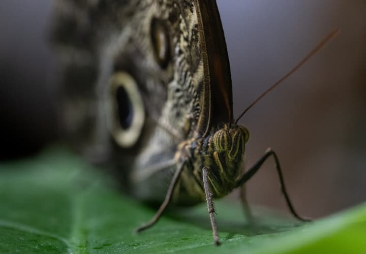 Butterfly Garden, Dubai
