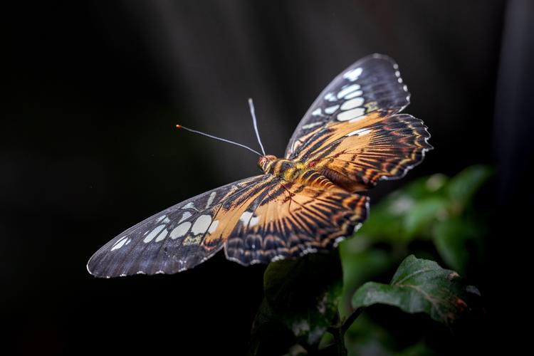 Butterfly Garden, Dubai