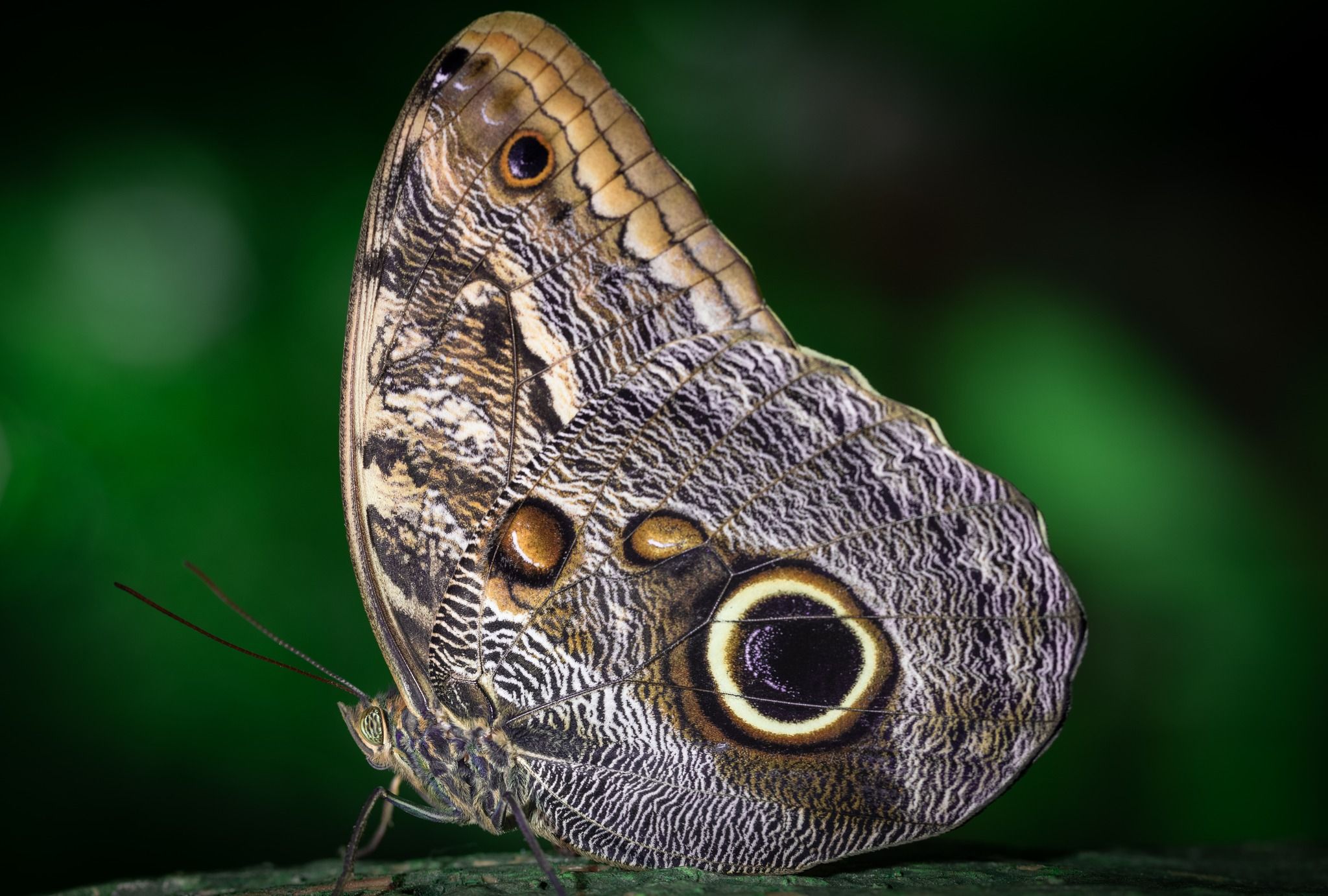 Butterfly Garden, Dubai, United Arab Emirates