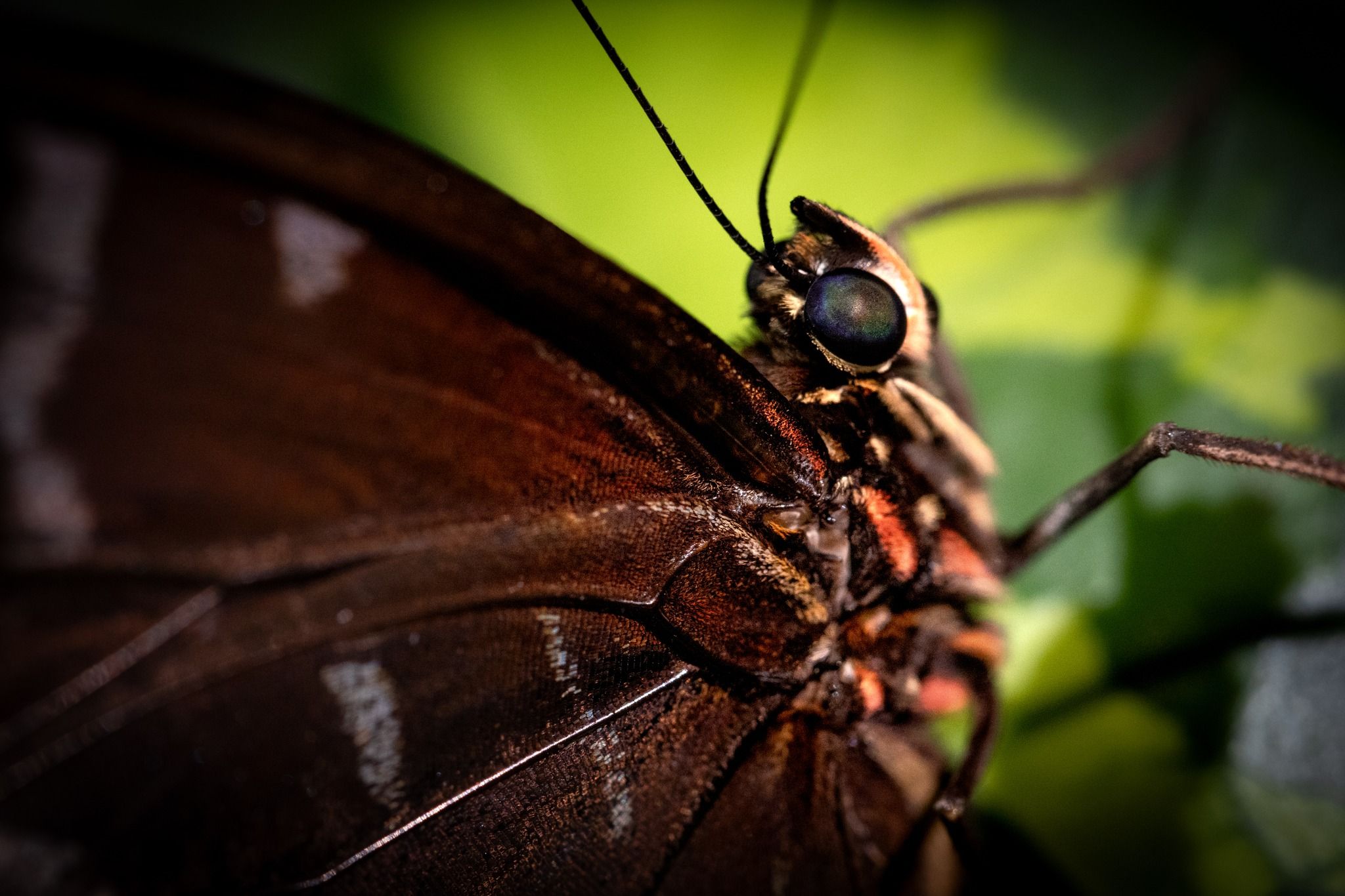 Butterfly Garden, Dubai, United Arab Emirates
