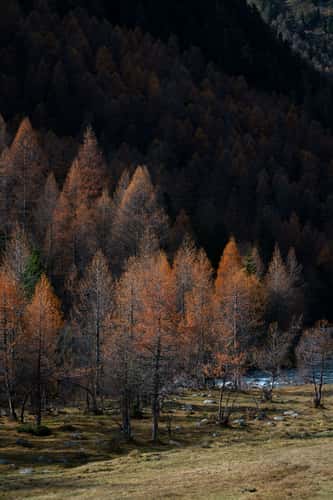 Forest in Bever