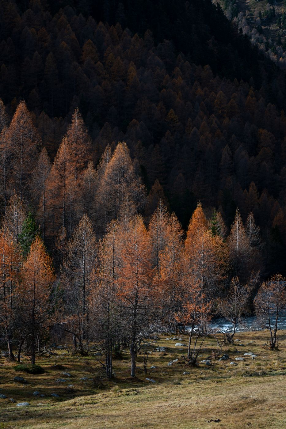 Forest in Bever, Switzerland