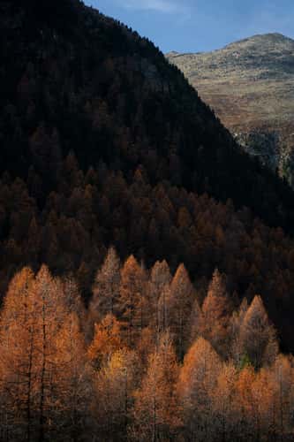 Forest in Bever