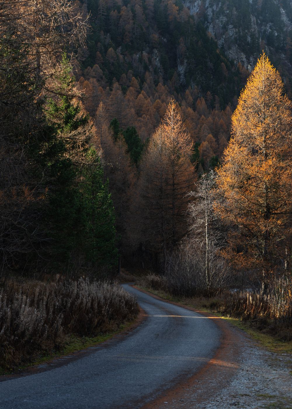Forest in Bever, Switzerland