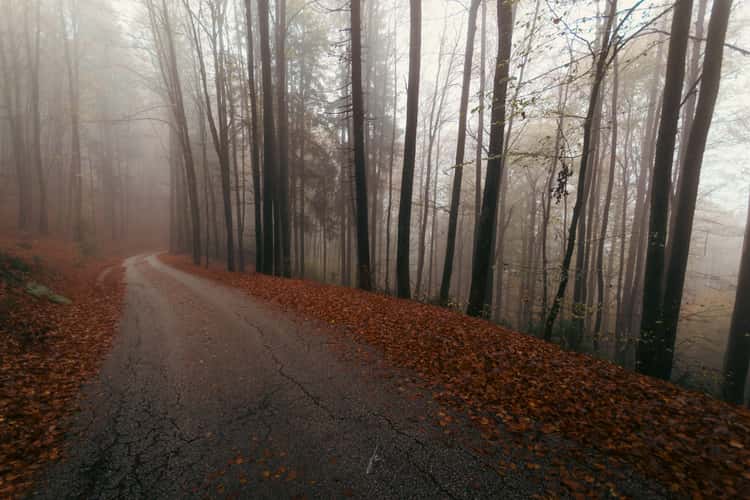 Forest near St. Thomas church
