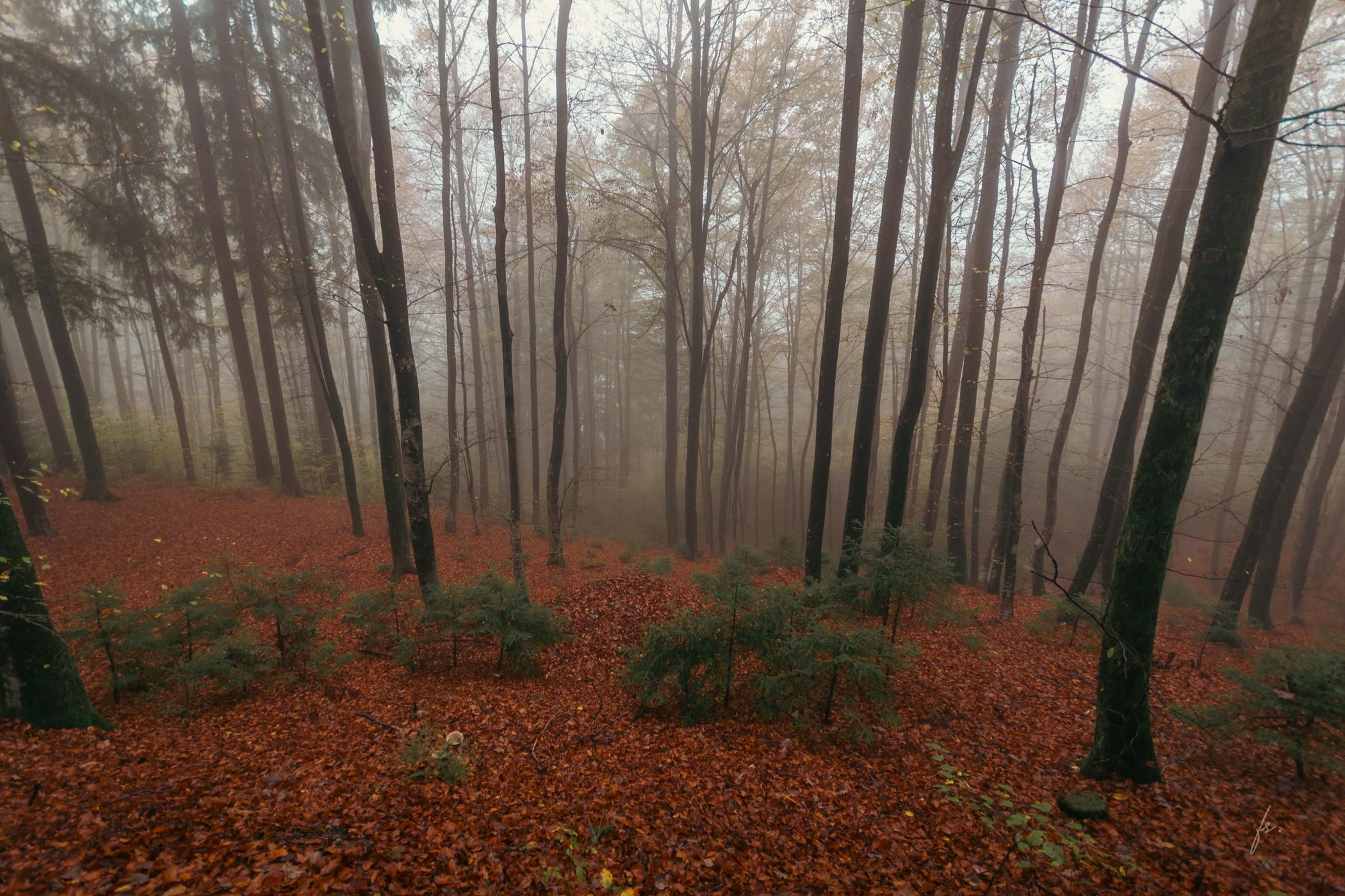 Forest near St. Thomas church, Slovenia