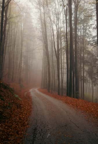 Forest near St. Thomas church