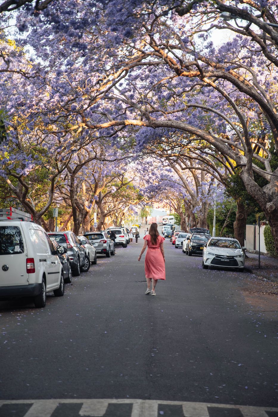Jacaranda Trees at McDougall Street, Australia